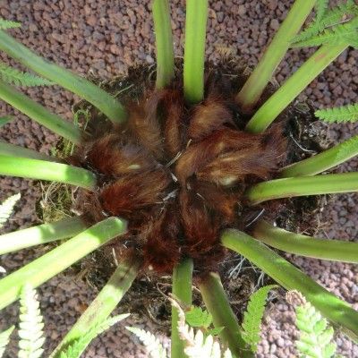 Fougère arborescente - Dicksonia - Leaderplant