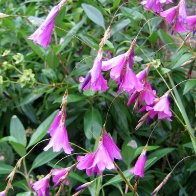 Canne à pêche des Anges - Leaderplant