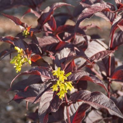 Diervilla El Madrigal ® - Leaderplant