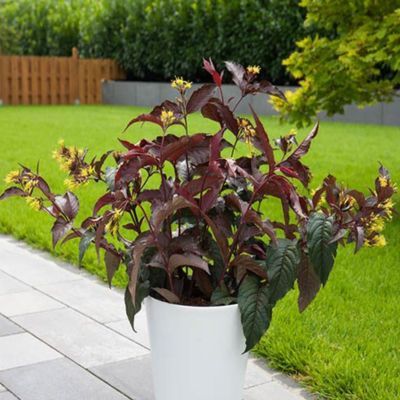 Diervilla El Madrigal ® - Leaderplant