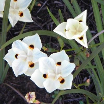 Dietes bicolor - Iris espagnol - Leaderplant