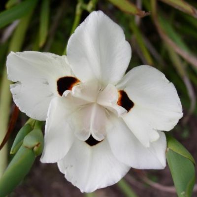 Dietes bicolor - Iris espagnol - Leaderplant