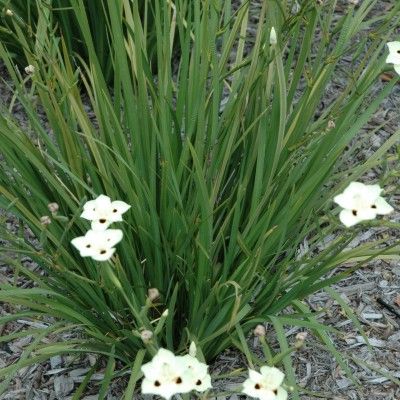 Dietes bicolor - Iris espagnol - Leaderplant