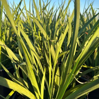 Dietes bicolor Lemon Drop - iris espagnol jaune  - Leaderplant