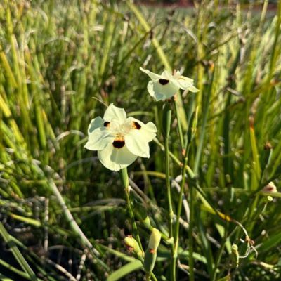 Dietes bicolor Lemon Drop - iris espagnol jaune  - Leaderplant
