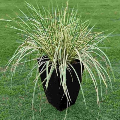 Dietes - Iris africain Milky Way ®  - Leaderplant