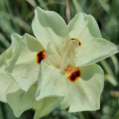 Dietes - Iris africain Milky Way ®  - Leaderplant