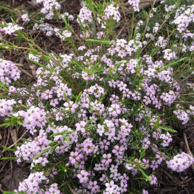 Diosma Pink Fountain - Leaderplant