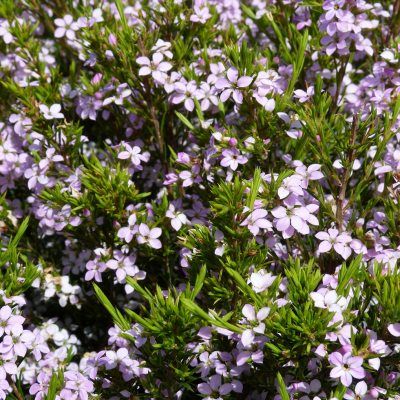 Diosma Pink Fountain - Leaderplant