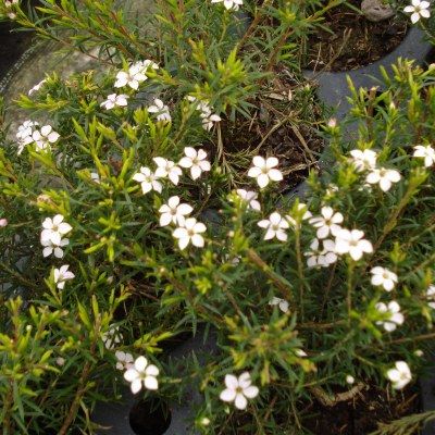 Diosma Pink Fountain - Leaderplant