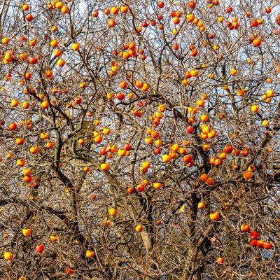 Kaki Plaqueminier - Leaderplant