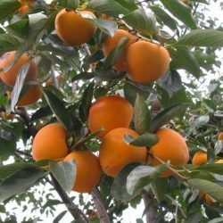 Kaki Pomme Fuyu - Leaderplant