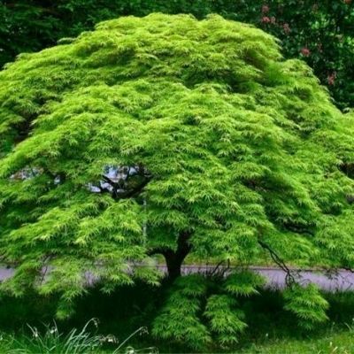 Érable du Japon Dissectum Emerald Lace - Leaderplant