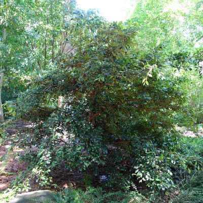 Distylium racemosum - Leaderplant