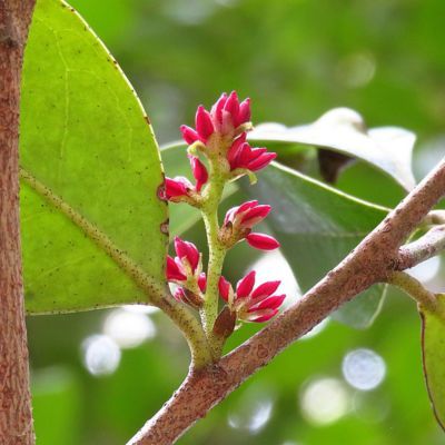 Distylium racemosum - Leaderplant