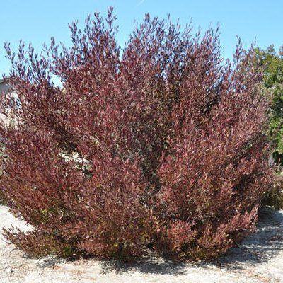 Dodonée pourpre - Leaderplant