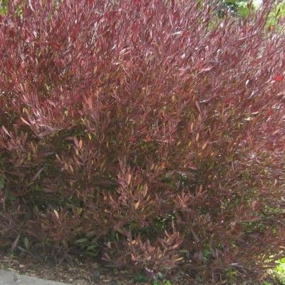 Dodonée pourpre - Leaderplant