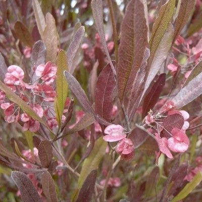 Dodonée pourpre - Leaderplant