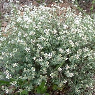 Dorycnie hirsute  - Leaderplant
