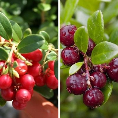 DUO Cranberry - Canneberge - Leaderplant