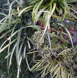 Kit mur végétalisé - Mur duo: vert et blanc - Leaderplant