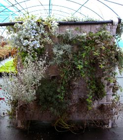 Kit mur végétalisé - Mur aromatique - Leaderplant