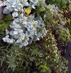 Kit mur végétalisé - Mur aromatique - Leaderplant