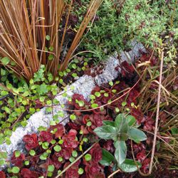 Kit mur végétalisé - Mur trio: marron, rouge et vert - Leaderplant