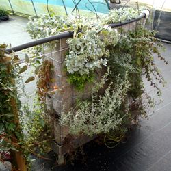 Kit mur végétalisé - Mur aromatique - Leaderplant