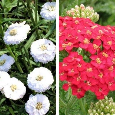 DUO d'Achillées - Leaderplant