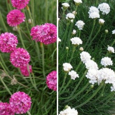 DUO Armerias - Gazon d'Espagne - Leaderplant