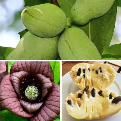 Duo d'Asiminiers - Leaderplant