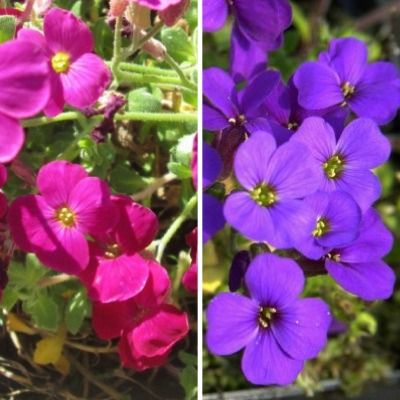 DUO d'Aubrietes - Leaderplant