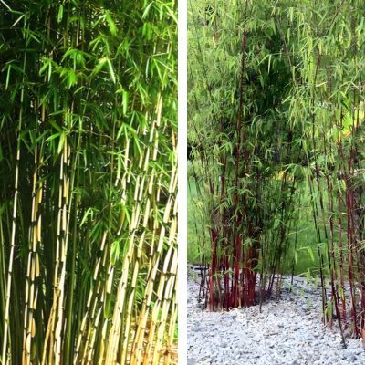 DUO Bambou Fargesia Campbell & Asian Wonder - Leaderplant