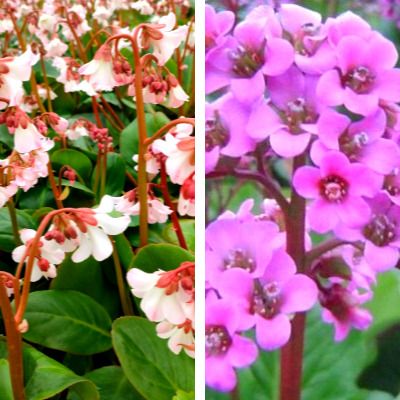 DUO de 1 Bergenia Pink Ice ® et 1 Bergenia Cordifolia - Leaderplant