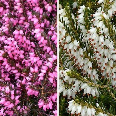 DUO de Bruyères d'Hiver - Leaderplant