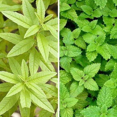 DUO de Citronnelles - Leaderplant