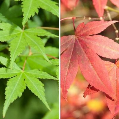 Duo d'Erables palmatum (semis) - Leaderplant