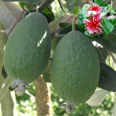 Goyavier du Brésil Mammoth- Feijoa - Leaderplant