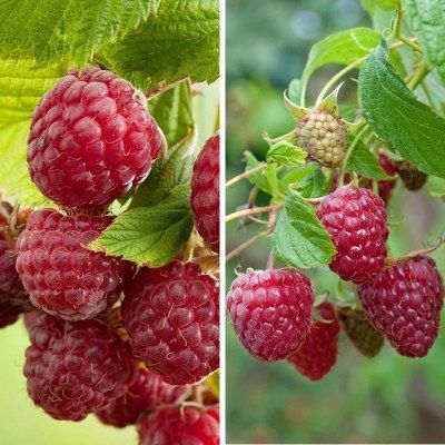 DUO Framboisiers Longue Récolte - Leaderplant