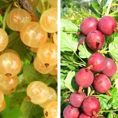 Duo de Groseillers à Maquereaux - Leaderplant