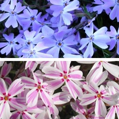 Duo Phlox Bleu Emerald et Candy Stripes - Leaderplant