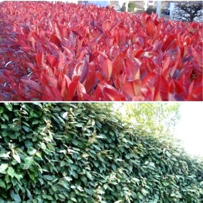 Duo Photinia 'Carré Rouge' x Eleagnus 'Compacta' - Leaderplant