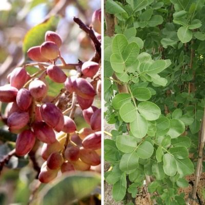 DUO de Pistachiers (Kerman + Peter ) - Leaderplant