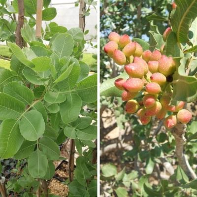 DUO de Pistachiers (Mâle Peter + Femelle Castle) - Leaderplant