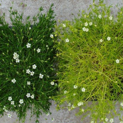 Duo Sagine (kit 12 plantes) - Leaderplant