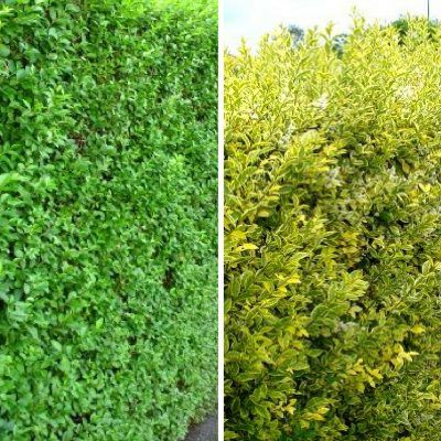 Duo Troène Vert et Doré - Leaderplant