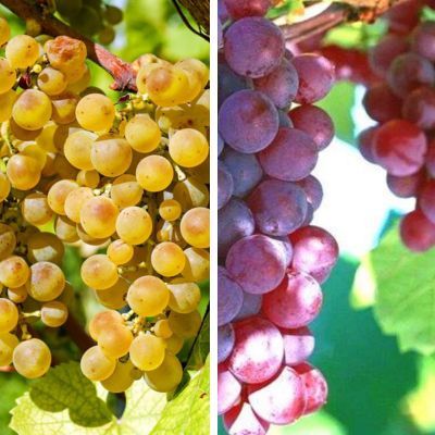 VIGNES DUO  : 1 vigne blanche + 1 vigne rouge - Leaderplant