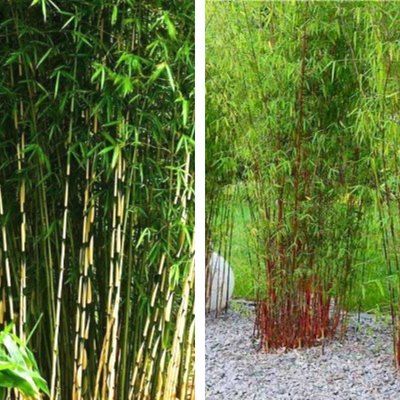 DUO Bambou Fargesia Campbell & Asian Wonder - Leaderplant