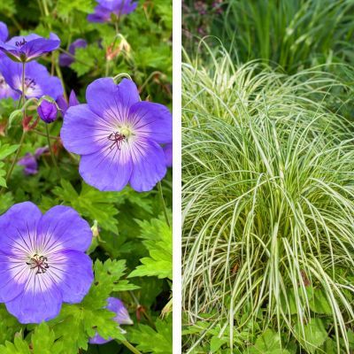 DUO Carex et Géranium - Leaderplant
